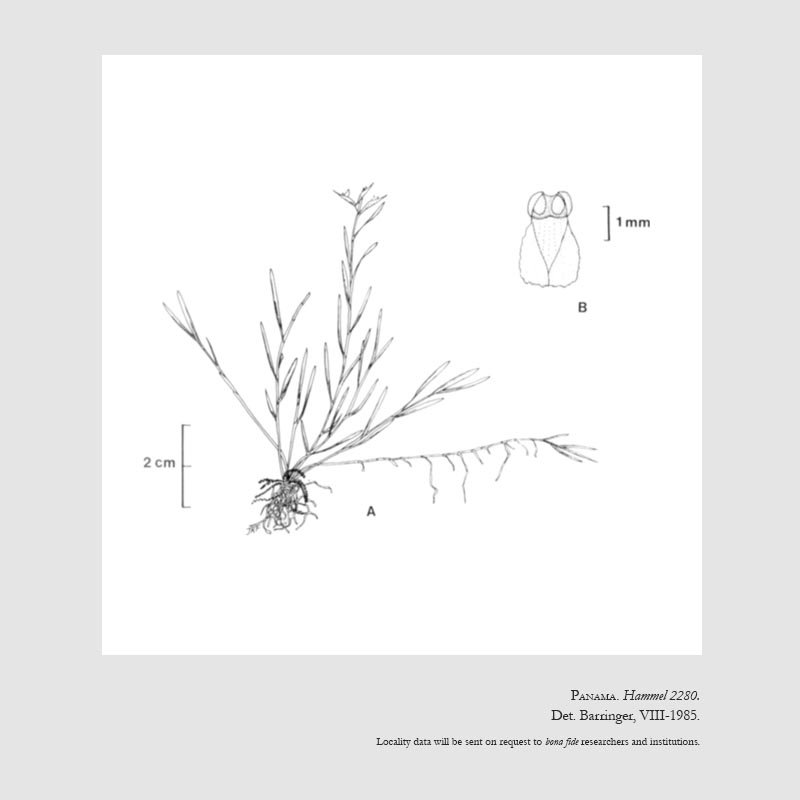 Elleanthus stolonifer 